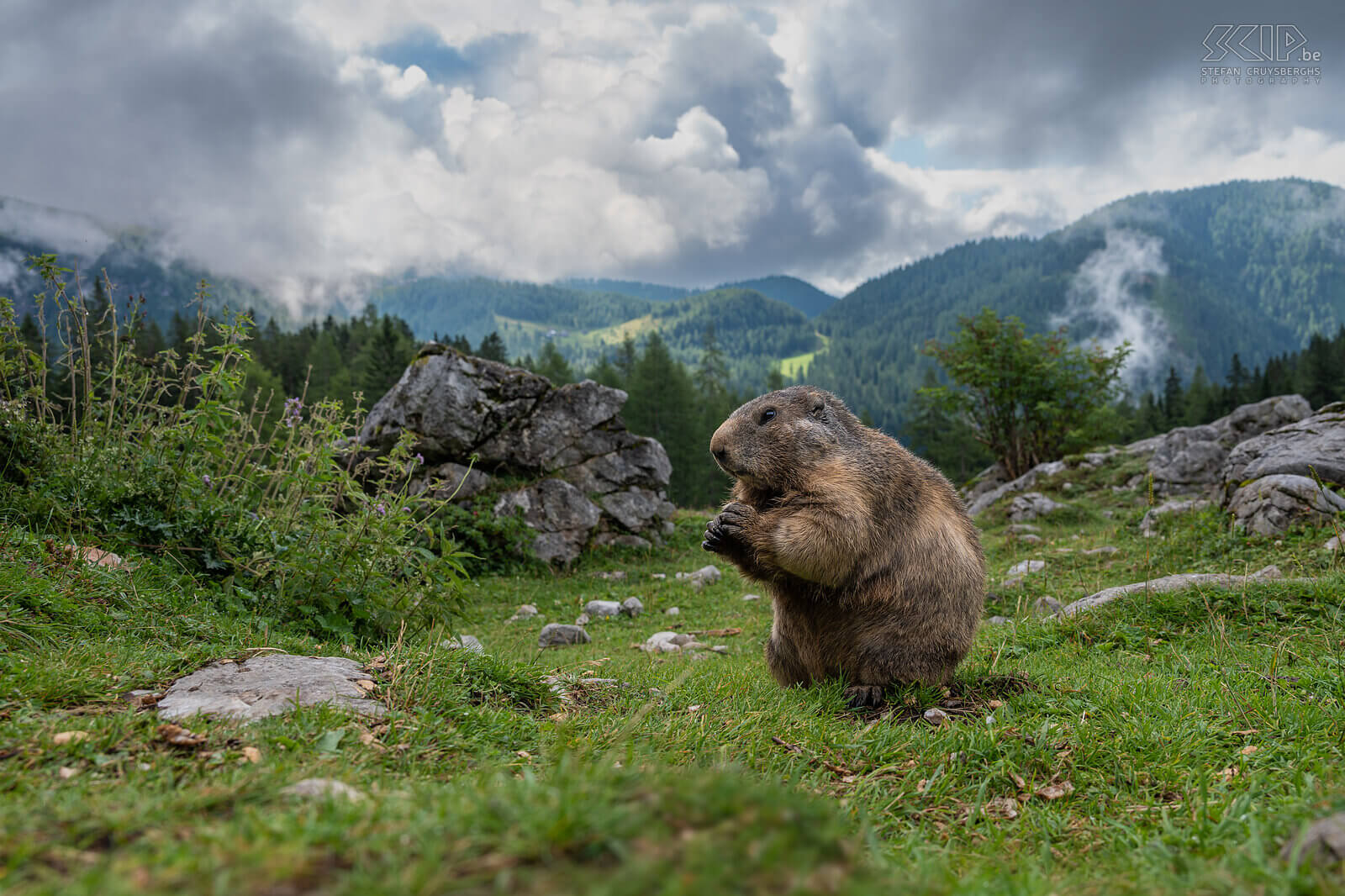 Bachalm - Alpenmarmot In de vallei van Bachalm nabij Filzmoos woont er een grote kolonie alpenmarmotten (Marmota marmota) oftewel murmeltieren in het Dutis. Ze zijn weinig schuw en komen dichtbij de wandelaars die eten bijhebben. De alpenmarmot voedt zich met grassen, kruiden en soms eet hij ook bloemen, onrijpe vruchten en wortels. Het is een dagdier dat leeft in een familiegroep in een diep, uitgebreid gangenstelsel, een burcht. Stefan Cruysberghs